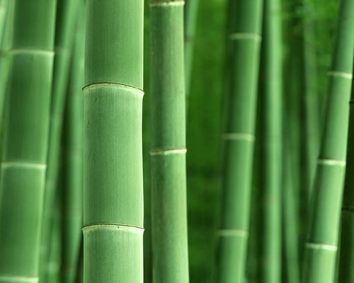 Bamboo Industry